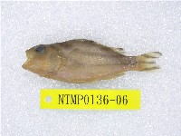 藏品(花身鯻)的圖片